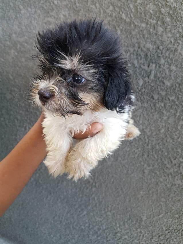 Griffons Nains Pursang - 1 - Dogs  on Aster Vender