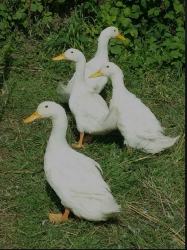Pekin Ducks - 0 - Birds  on Aster Vender