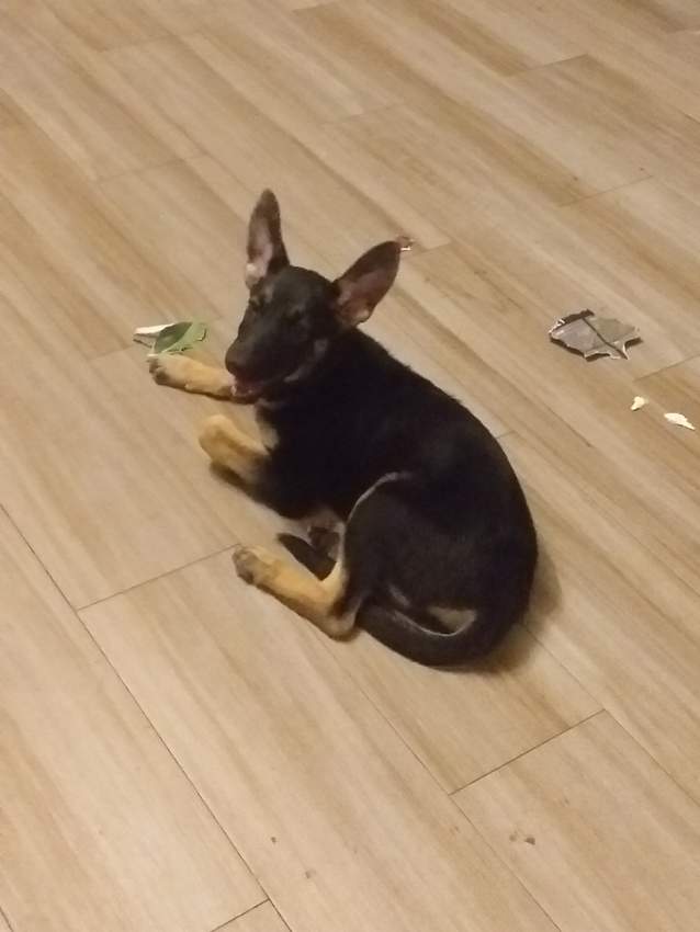 German Shepherds >3months - 3 - Dogs  on Aster Vender