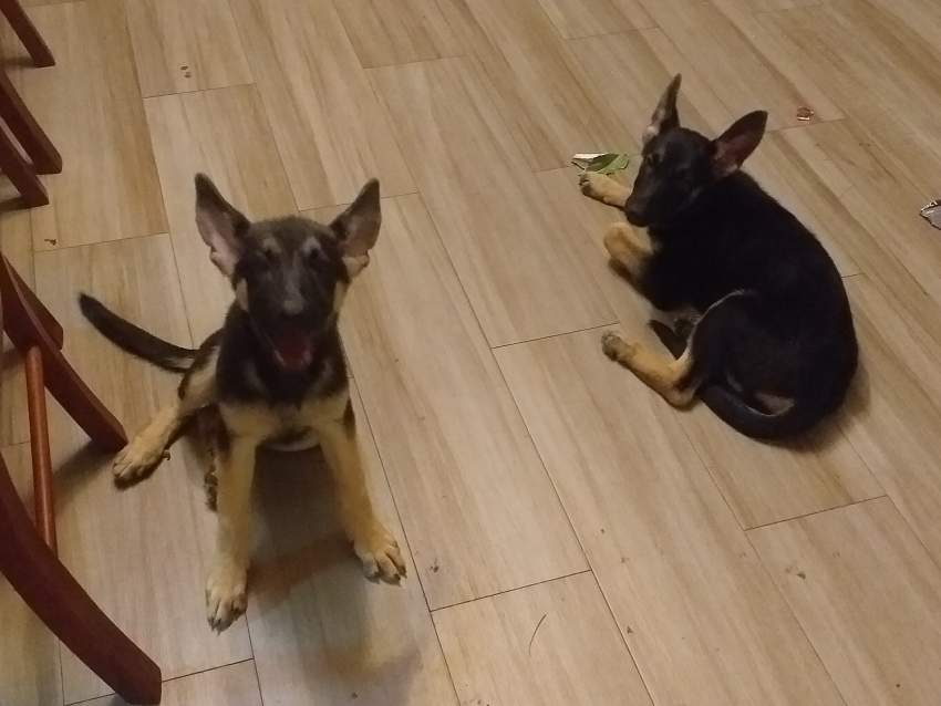 German Shepherds >3months - 4 - Dogs  on Aster Vender