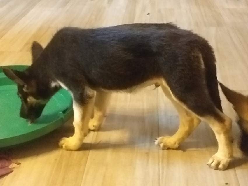 German Shepherds >3months - 5 - Dogs  on Aster Vender