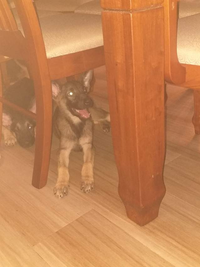 German Shepherds >3months - 0 - Dogs  on Aster Vender