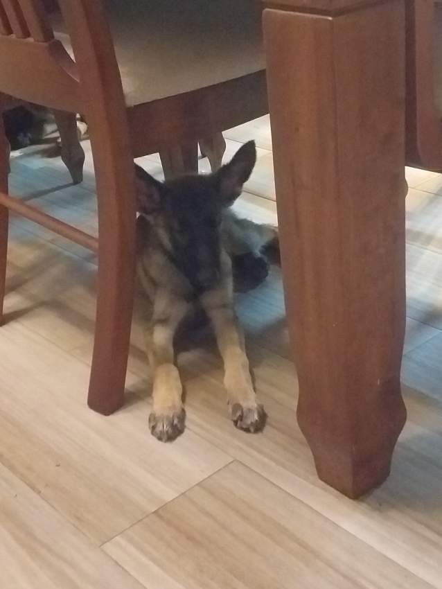 German Shepherds >3months - 2 - Dogs  on Aster Vender
