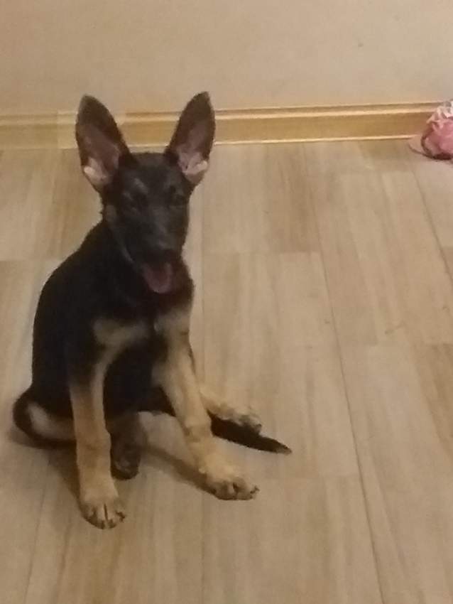 German Shepherds >3months - 1 - Dogs  on Aster Vender