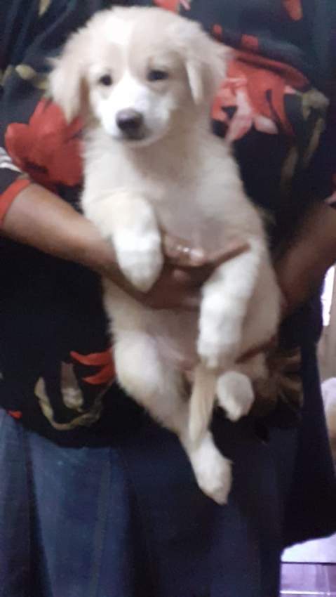 Berger allemand vs berger suisse  - 0 - Dogs  on Aster Vender