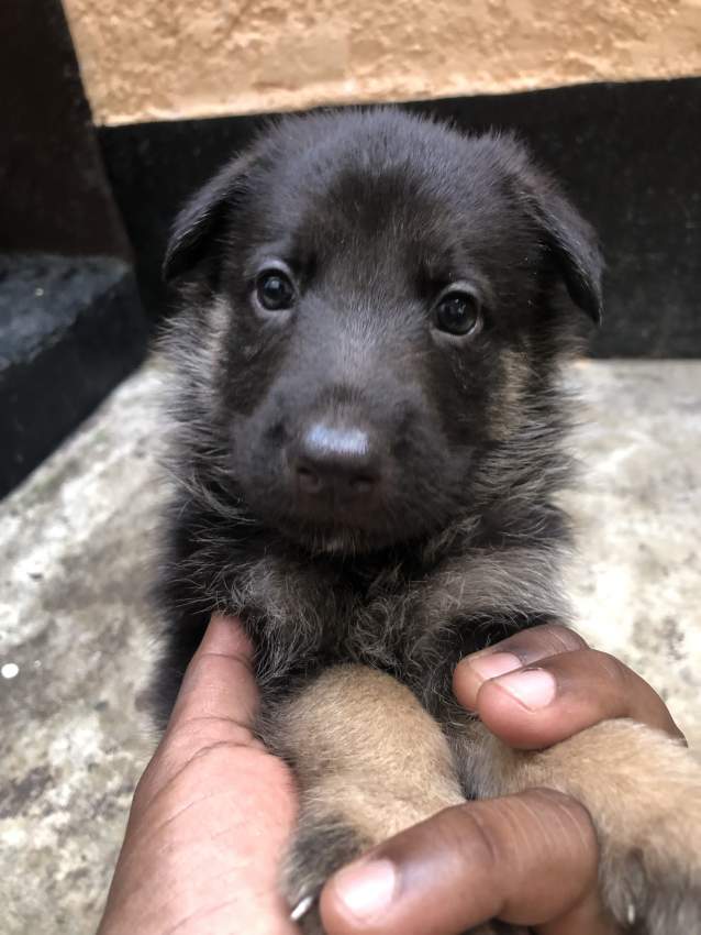 Dog - 3 - Dogs  on Aster Vender