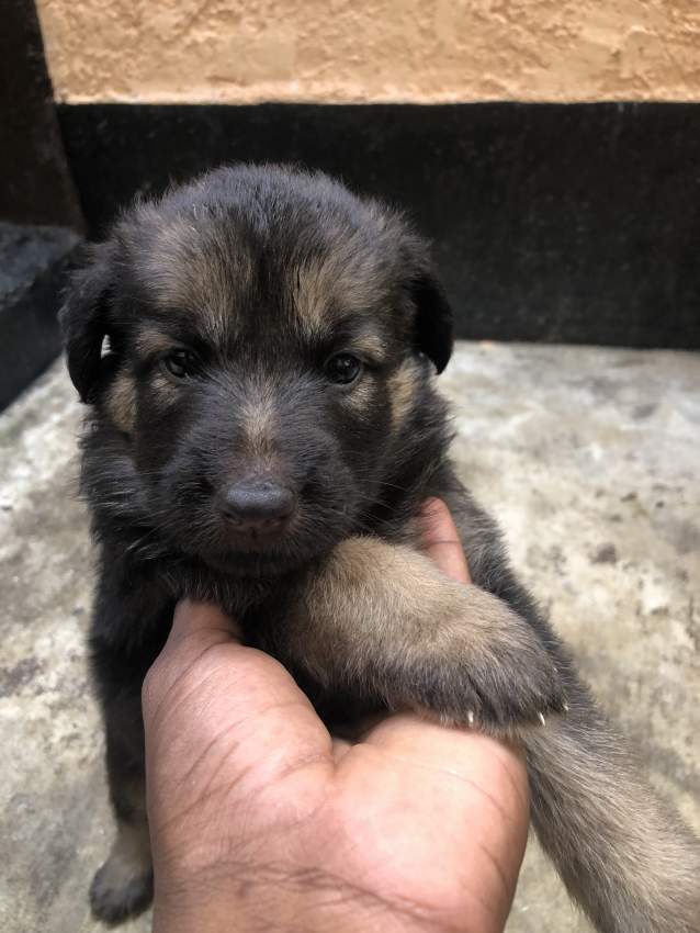 Dog - 4 - Dogs  on Aster Vender