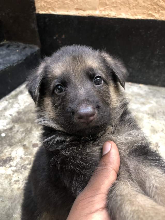 Dog - 2 - Dogs  on Aster Vender