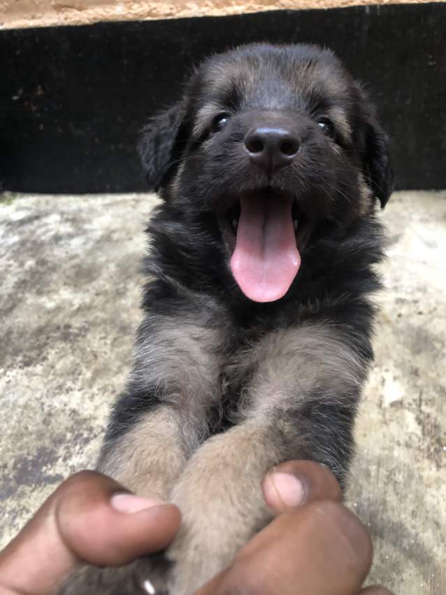 Dog - 1 - Dogs  on Aster Vender