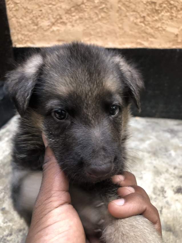 Dog - 0 - Dogs  on Aster Vender