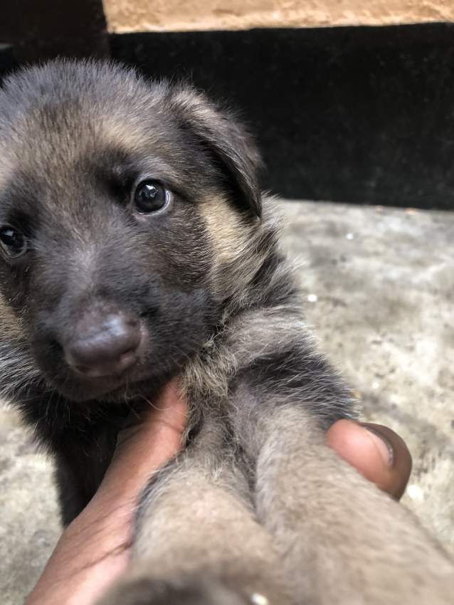 Dog - 5 - Dogs  on Aster Vender