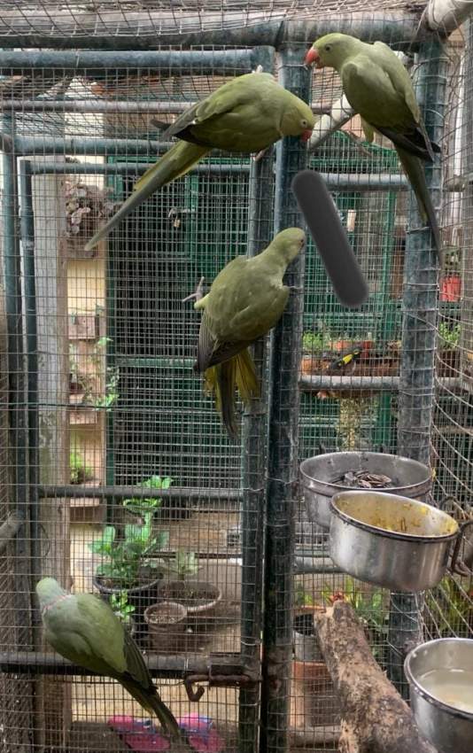 Cato Militaire  - 0 - Other Animals  on Aster Vender