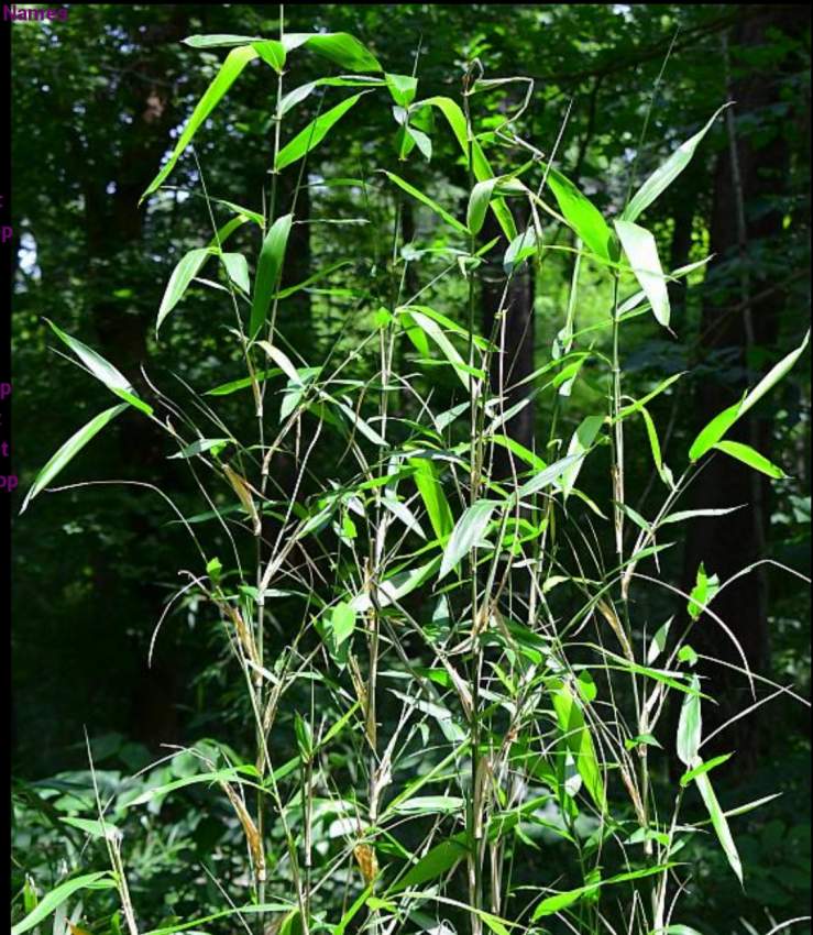 Lucky River cane bamboo - 1 - Plants and Trees  on Aster Vender