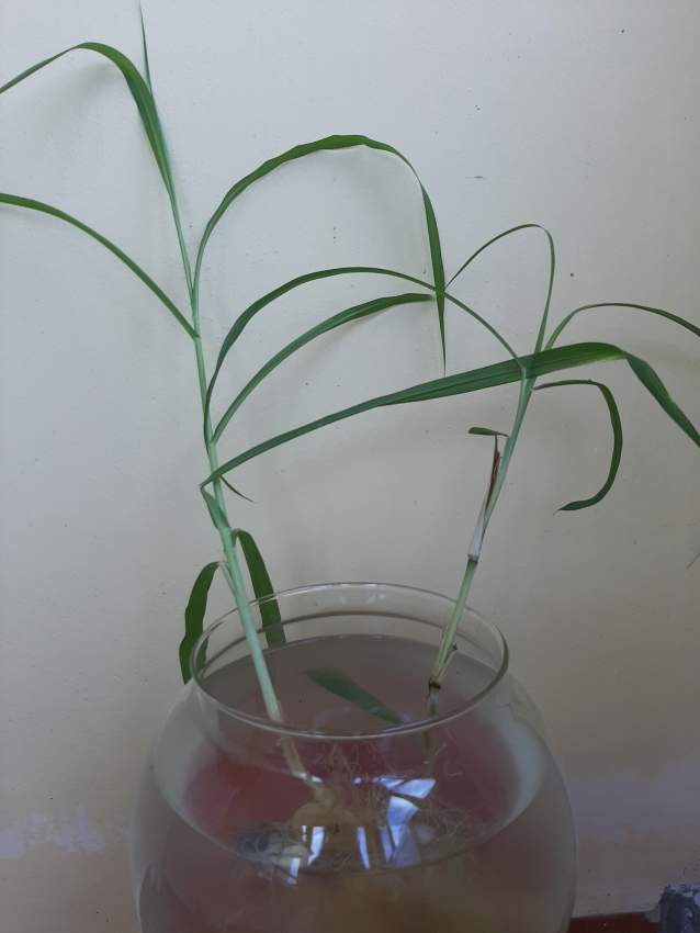 Lucky River cane bamboo - 0 - Plants and Trees  on Aster Vender