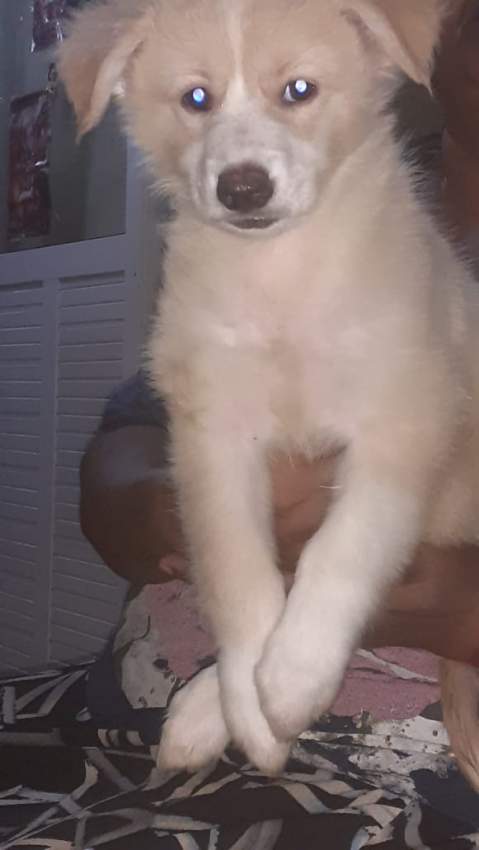 Berger allemand vs berger suisse  - 0 - Dogs  on Aster Vender