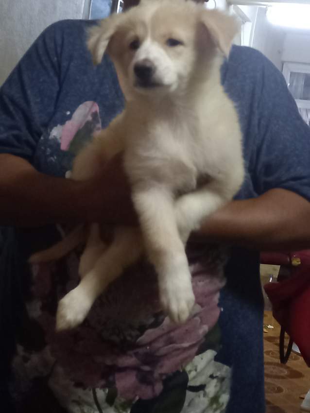 Berger allemand vs berger suisse  - 1 - Dogs  on Aster Vender