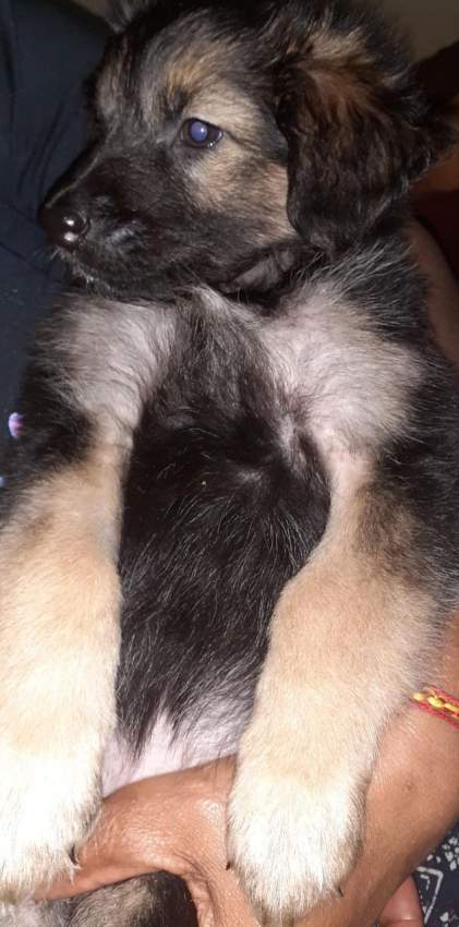 Berger allemand vs berger suisse  - 4 - Dogs  on Aster Vender