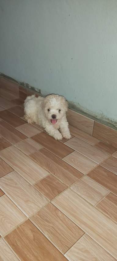 Griffon  - 1 - Dogs  on Aster Vender