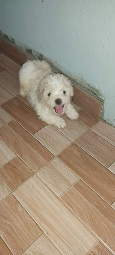 Griffon  - 0 - Dogs  on Aster Vender