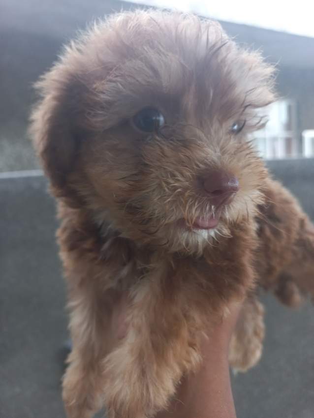 Griffon Nain Pursang - 1 - Dogs  on Aster Vender