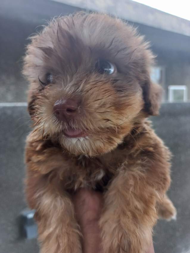 Griffon Nain Pursang - 2 - Dogs  on Aster Vender