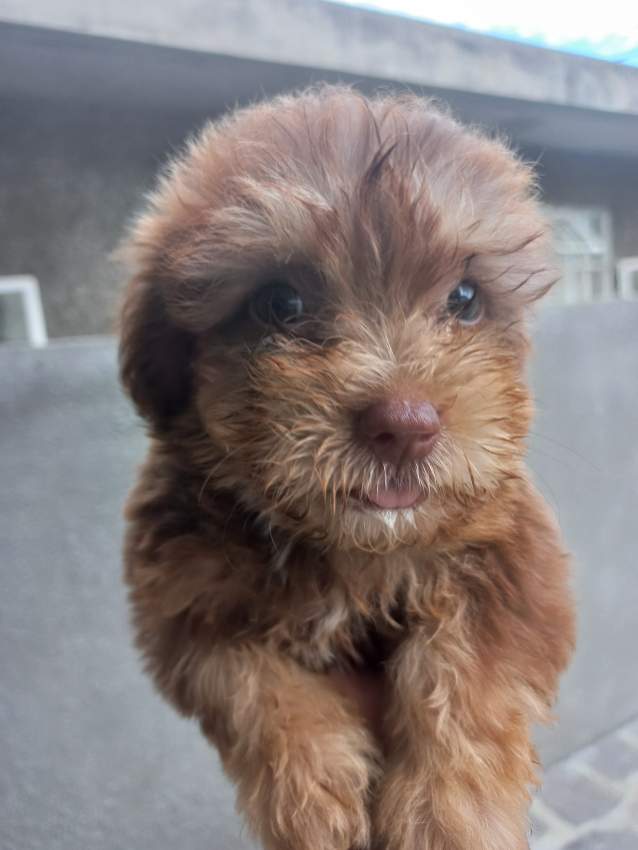 Griffon Nain Pursang - 0 - Dogs  on Aster Vender