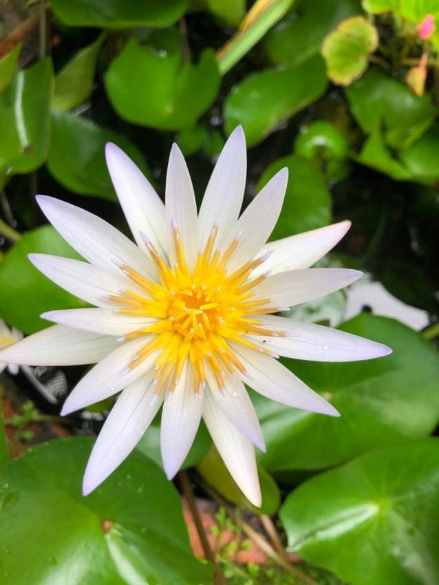 water lily - 1 - Plants and Trees  on Aster Vender