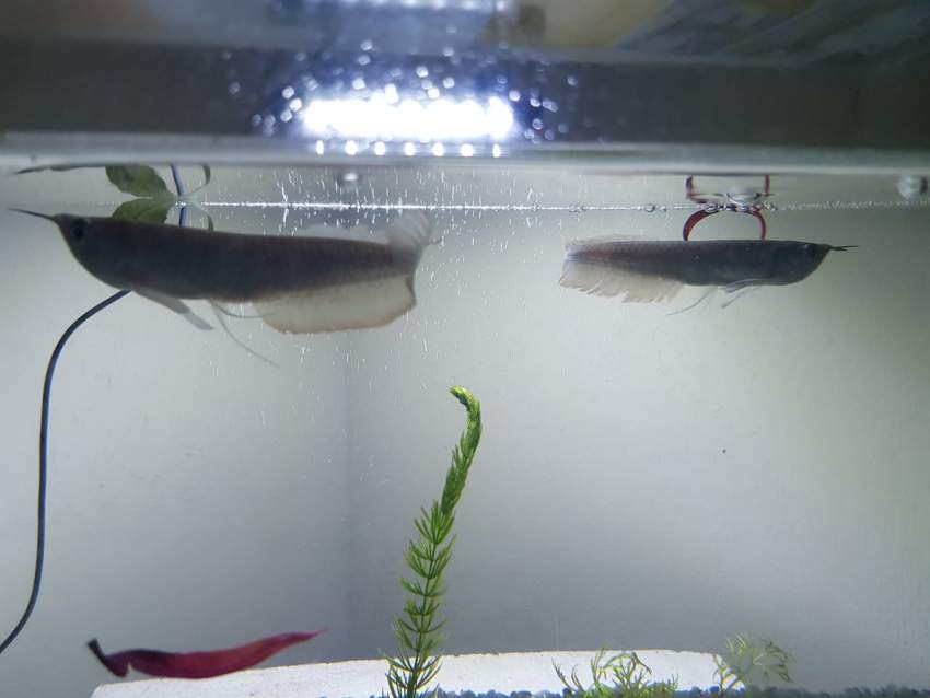 AROWANA - 0 -  Aquarium fish  on Aster Vender
