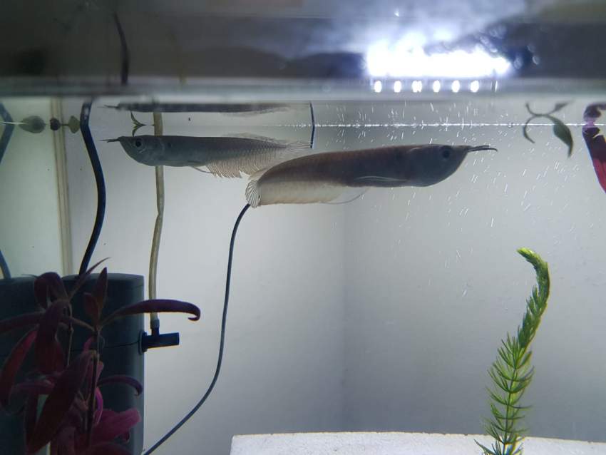 AROWANA - 3 -  Aquarium fish  on Aster Vender