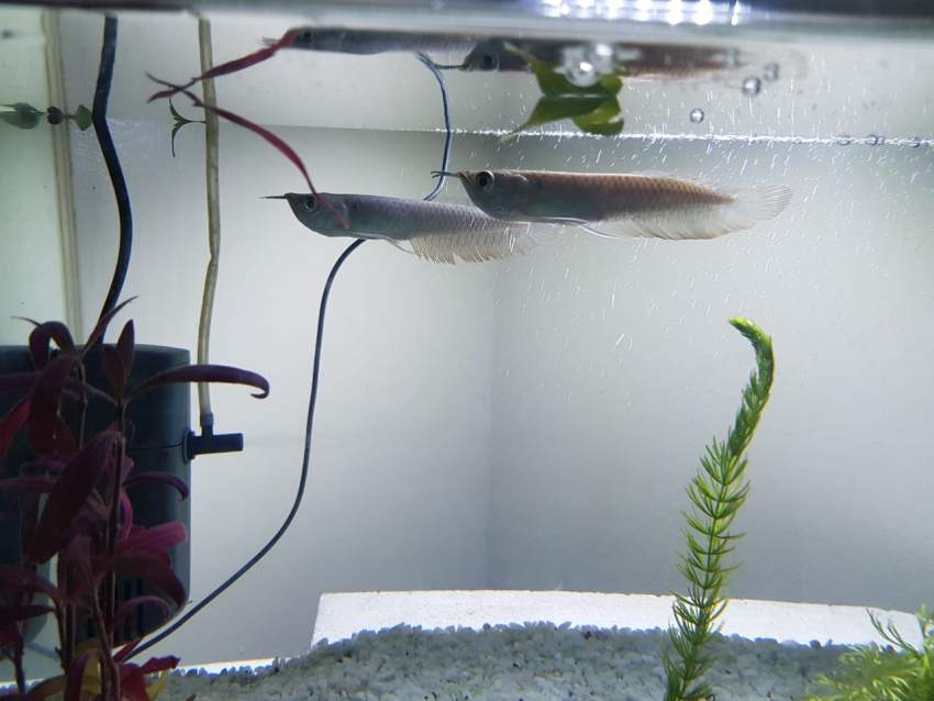 AROWANA - 2 -  Aquarium fish  on Aster Vender