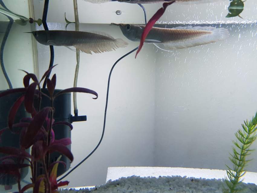 AROWANA - 1 -  Aquarium fish  on Aster Vender