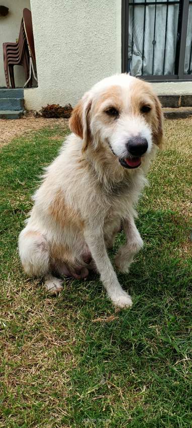 Griffon Vendeen on Aster Vender