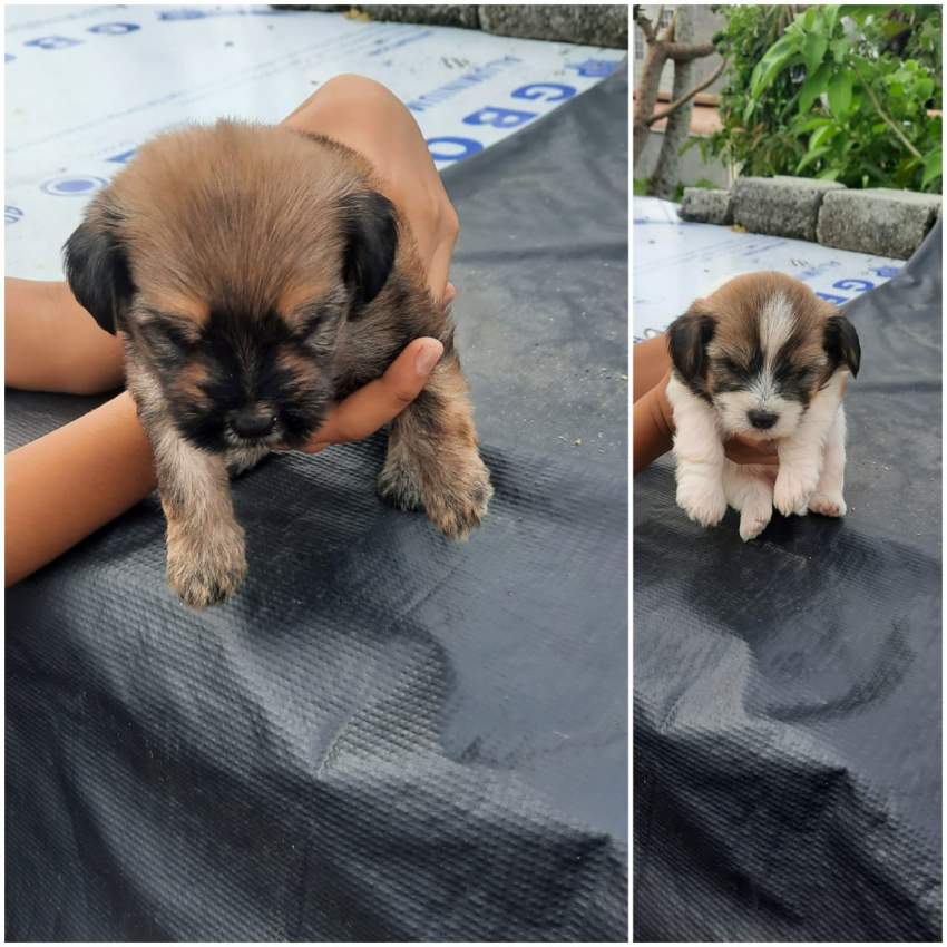 Griffon nain pursang - 1 - Dogs  on Aster Vender