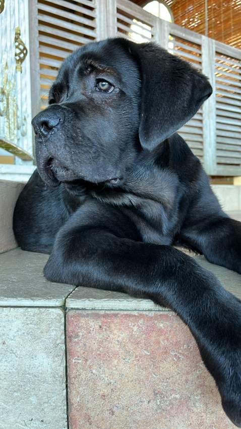 Cane Corso  - 1 - Dogs  on Aster Vender