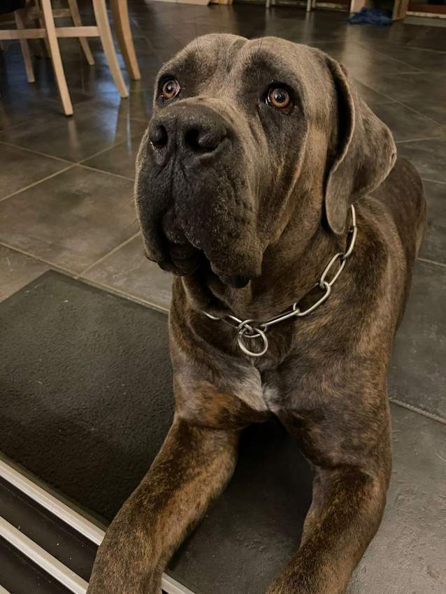 Cane Corso  - 3 - Dogs  on Aster Vender