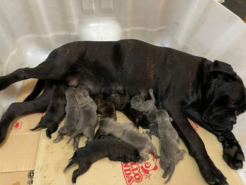 Cane Corso  - 4 - Dogs  on Aster Vender