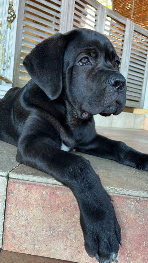 Cane Corso  - 0 - Dogs  on Aster Vender