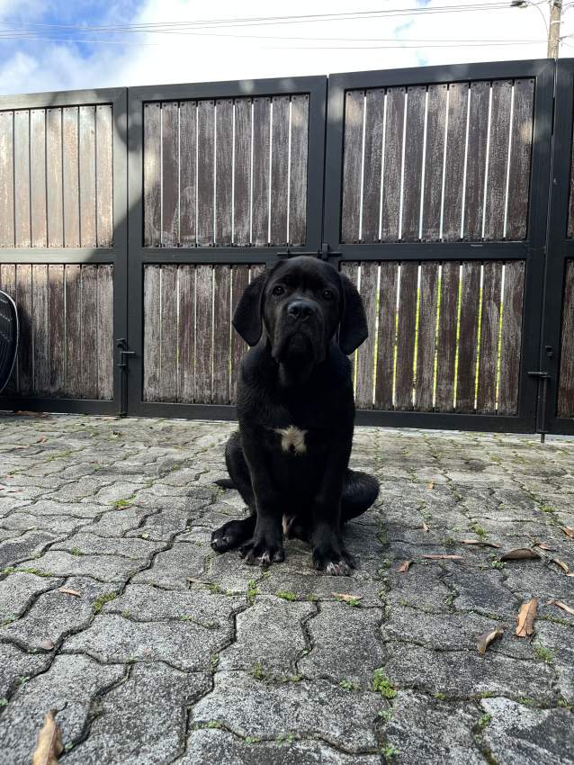 Cane Corso  - 2 - Dogs  on Aster Vender