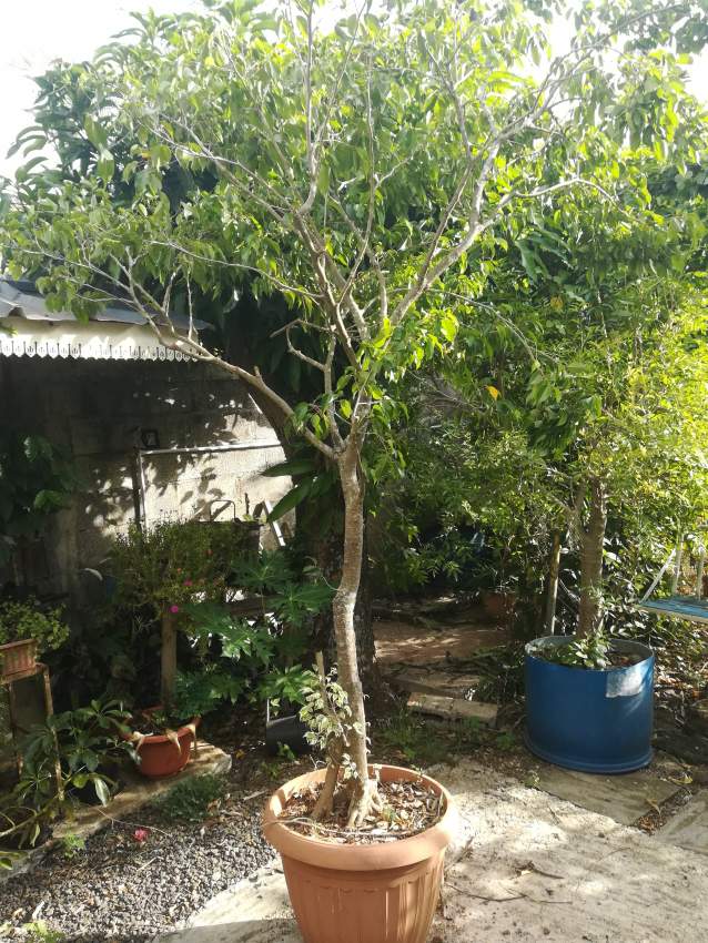 Plantes vertes - 1 - Plants and Trees  on Aster Vender