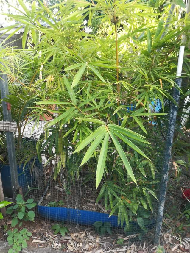 Plantes vertes - 3 - Plants and Trees  on Aster Vender