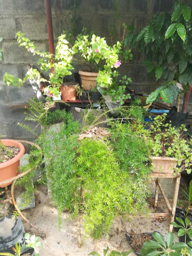 Plantes vertes - 4 - Plants and Trees  on Aster Vender