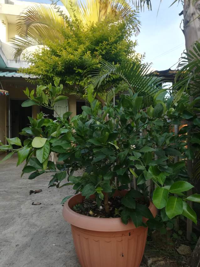 Plantes vertes - 2 - Plants and Trees  on Aster Vender