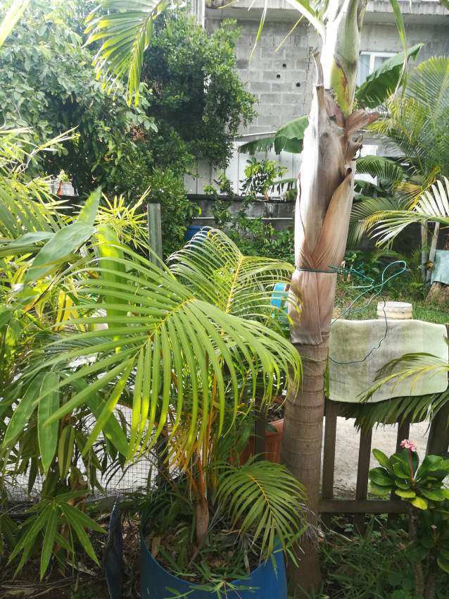 Plantes vertes - 0 - Plants and Trees  on Aster Vender