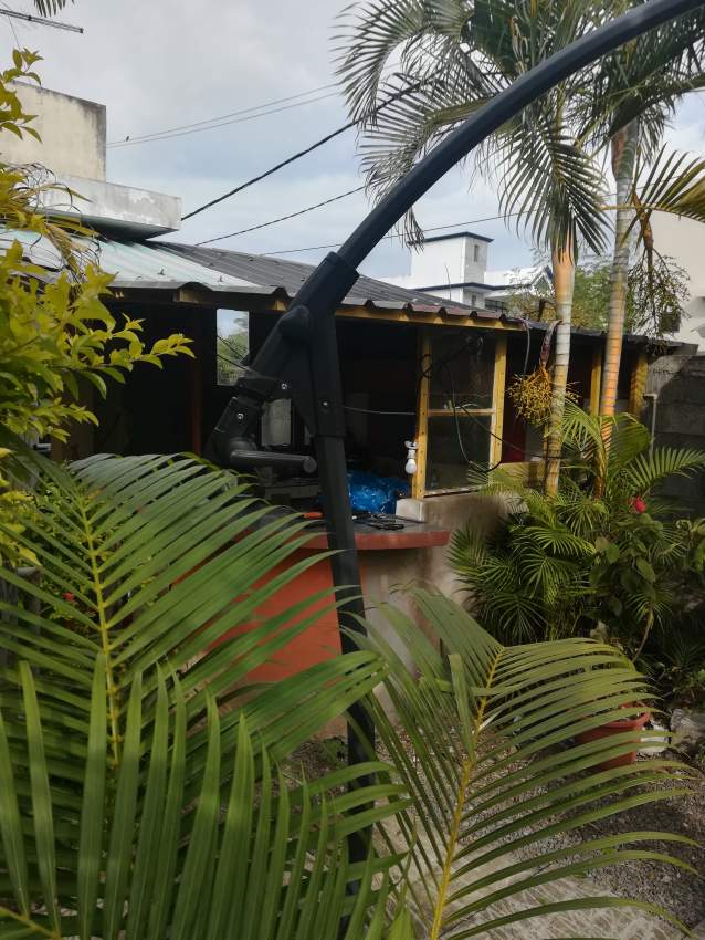 Plantes vertes - 5 - Plants and Trees  on Aster Vender