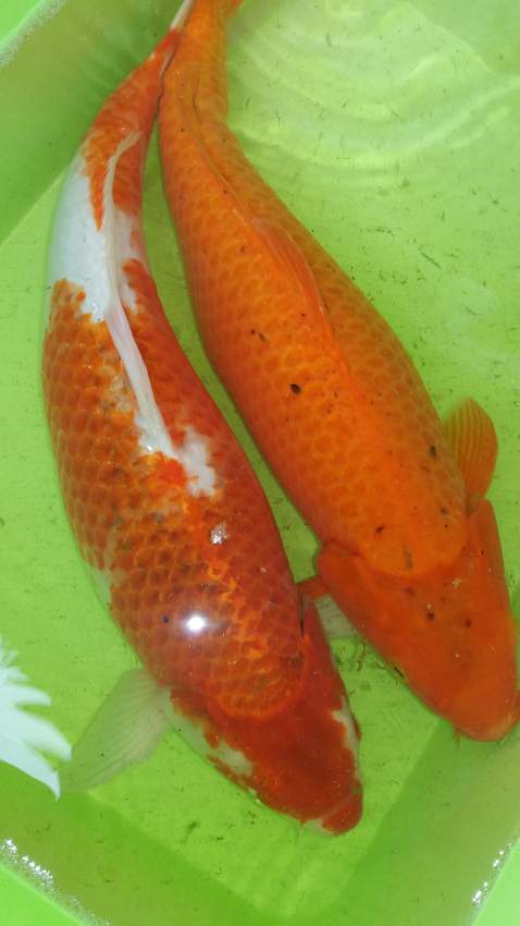 Koi for sale  - 0 -  Aquarium fish  on Aster Vender