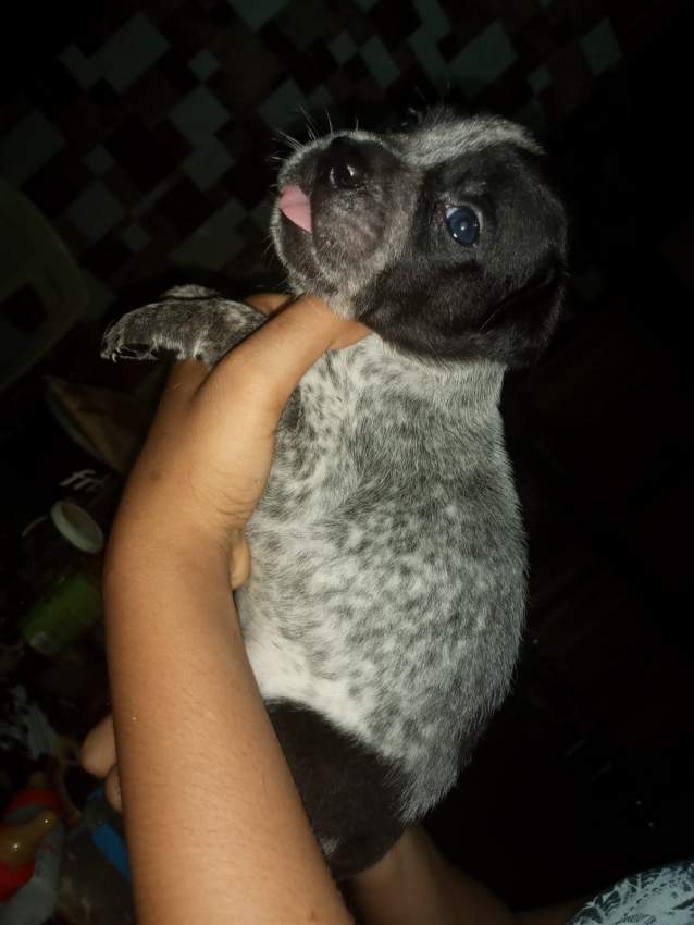 Cane corso x Great Dane puppies - 3 - Dogs  on Aster Vender