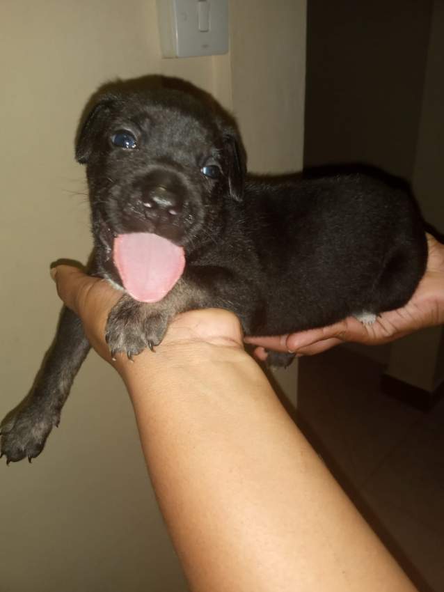 Cane corso x Great Dane puppies - 1 - Dogs  on Aster Vender