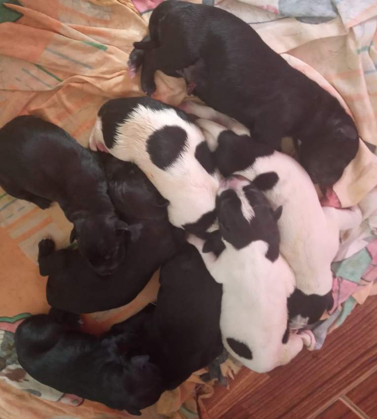 Cane corso x Great Dane puppies - 2 - Dogs  on Aster Vender