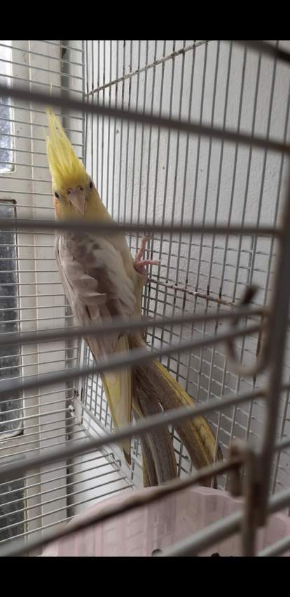 Cockatail  - 0 - Birds  on Aster Vender