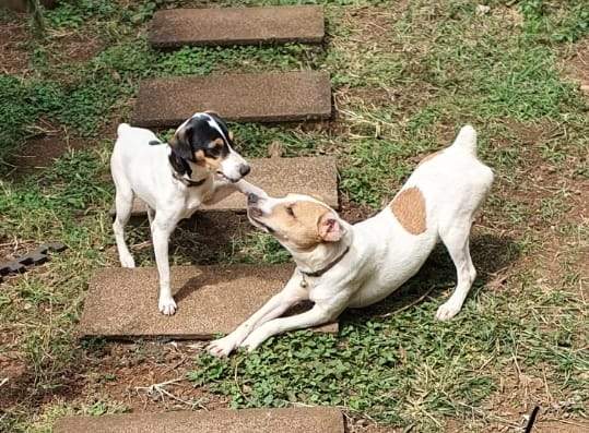 Pure bred Fox terrier for sale - 2 - Dogs  on Aster Vender